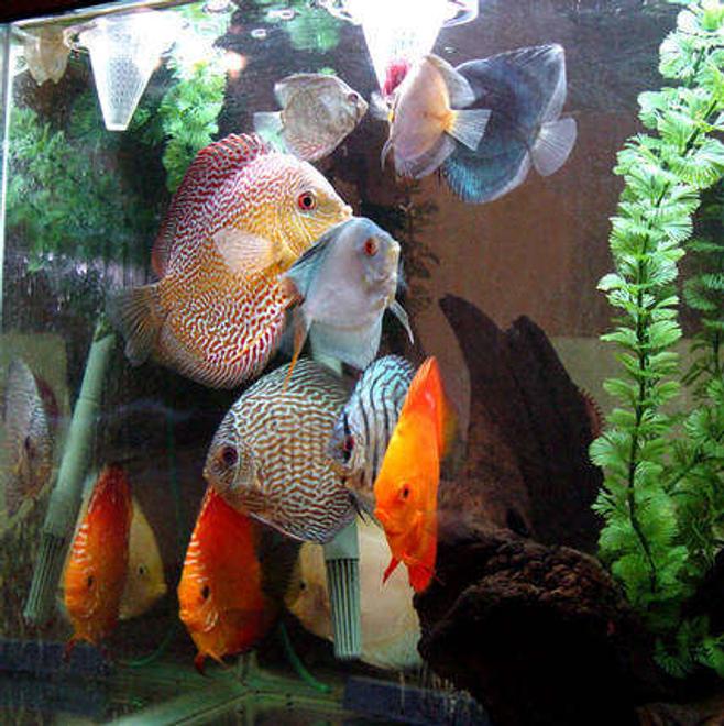 freshwater fish - symphysodon spp. - red turquoise discus stocking in 60 gallons tank - Discus Tornado forms whenever suppertime arrives.