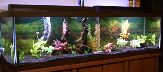 125 gallons freshwater fish tank (mostly fish and non-living decorations) - none