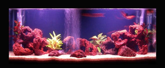 50 gallons freshwater fish tank (mostly fish and non-living decorations) - I already added the silk plants, I think it seem nicer now.