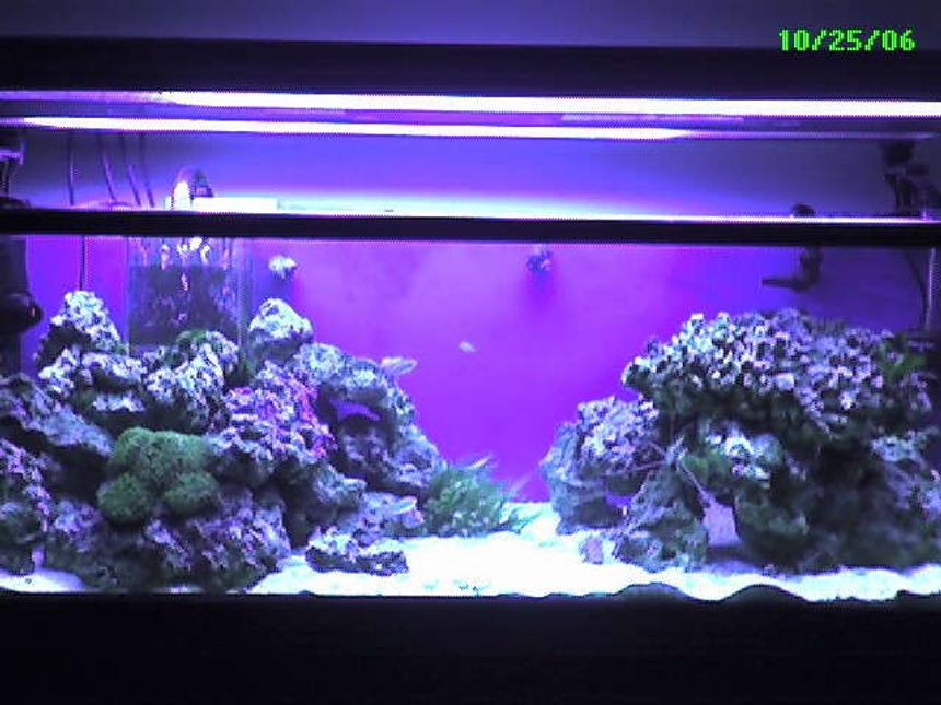 Rated #13: 60 Gallons Saltwater Fish Tank - My 60 Gallon