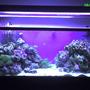60 gallons saltwater fish tank (mostly fish, little/no live coral) - My 60 Gallon