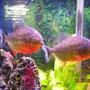 freshwater fish - pygocentrus nattereri - redbellied pirhana stocking in 55 gallons tank - two 6" red belly peranah