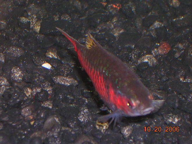 freshwater fish - puntius sp. - odessa barb stocking in 20 gallons tank - odessa barb