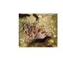 saltwater fish - dendrochirus zebra - dwarf/zebra lionfish stocking in 20 gallons tank - here is my zebra lion