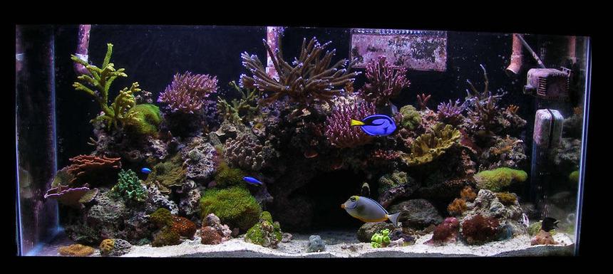 Rated #29: 85 Gallons Reef Tank - 85 gallon reef