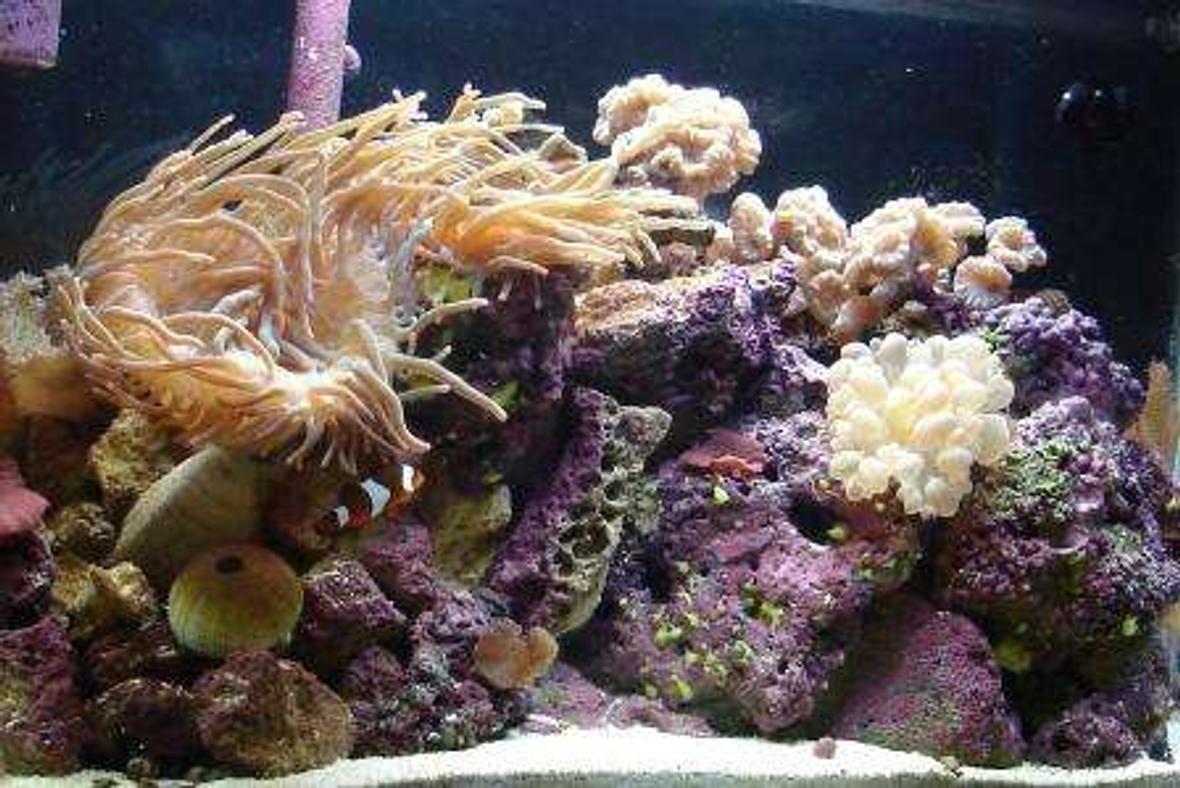 38 gallons reef tank (mostly live coral and fish) - 17 Months Old