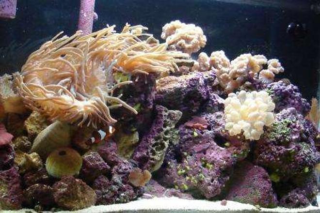 38 gallons reef tank (mostly live coral and fish) - 17 Months Old