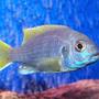 freshwater fish - pseudotropheus acei - acei cichlid stocking in 55 gallons tank - Acei