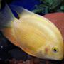 freshwater fish - heros serverus - gold severum stocking in 55 gallons tank - Severum