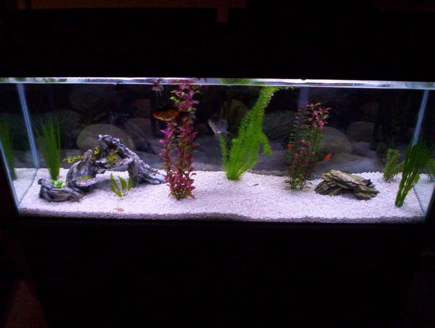 Rated #189: 55 Gallons Freshwater Fish Tank - Glass 55 gallon tank. Non-living decorations