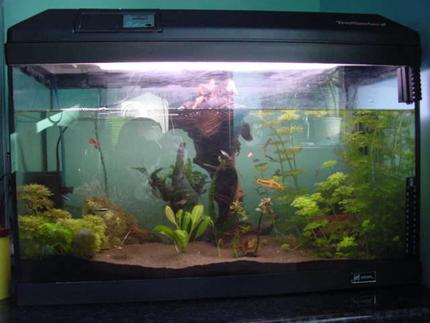113 gallons planted tank (mostly live plants and fish) - fgt