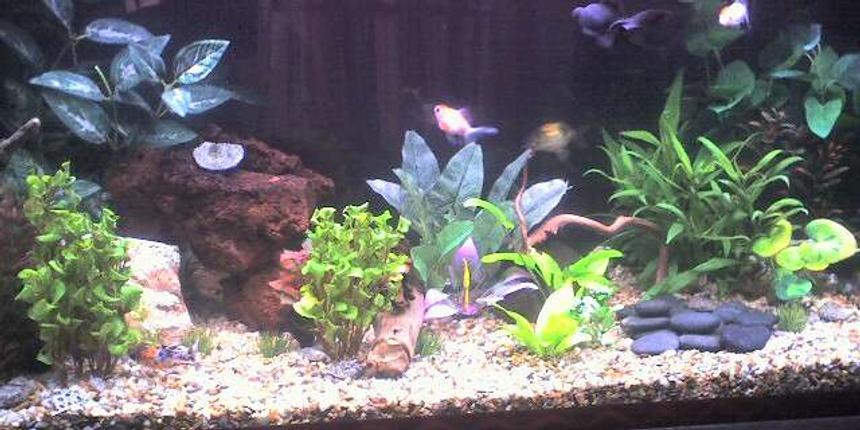 Rated #156: 50 Gallons Freshwater Fish Tank - Freshwater Goldfish tank w/ live & artificial plants & rocks.