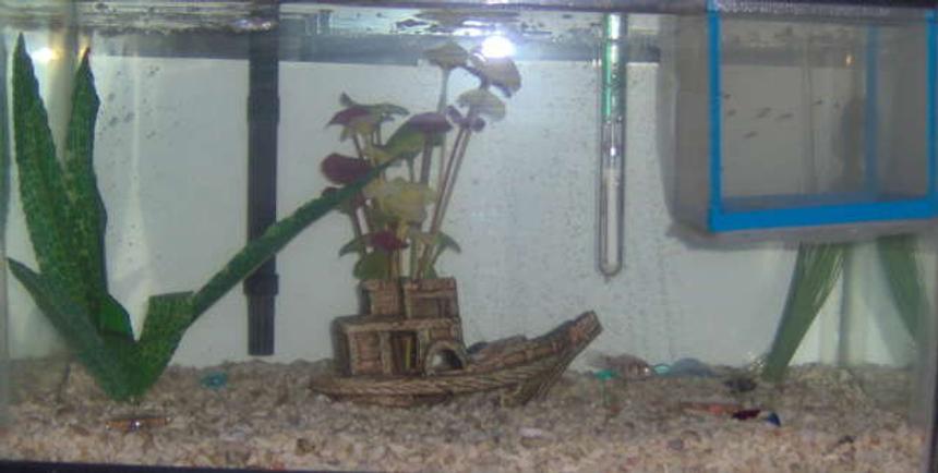 Rated #433: 10 Gallons Freshwater Fish Tank - Dimentions - N/A
Lighting - None
Filtration - Auqa Tech 5-15
Heater
Thermometer
Bubble Curtain
Crushed Coral And Shells For Flooring
3 Plants
Ship Hideway
27 Mollies
  1 male - White W/ Brownish Spots & Red Eyes
  26 - Molly Fry Born 10-31-06
2 Baby Giant Danios