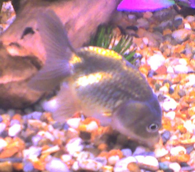 freshwater fish - carassius auratus - ranchu stocking in 50 gallons tank - This is my cute Black Ranchu trying to scavenge food that sink after feeding them.  Sorry for the clarity, used a cam phone.