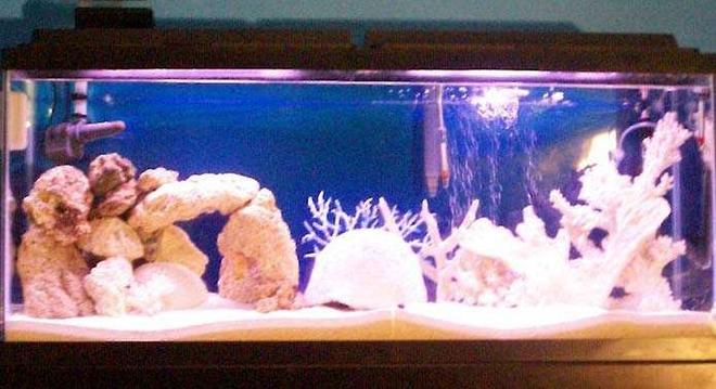 55 gallons saltwater fish tank (mostly fish, little/no live coral) - 55 gallon saltwater