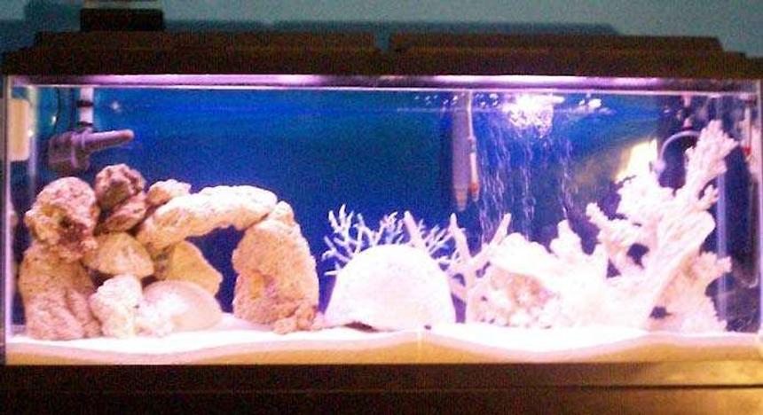 Rated #45: 55 Gallons Saltwater Fish Tank - 55 gallon saltwater