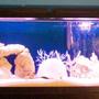 55 gallons saltwater fish tank (mostly fish, little/no live coral) - 55 gallon saltwater