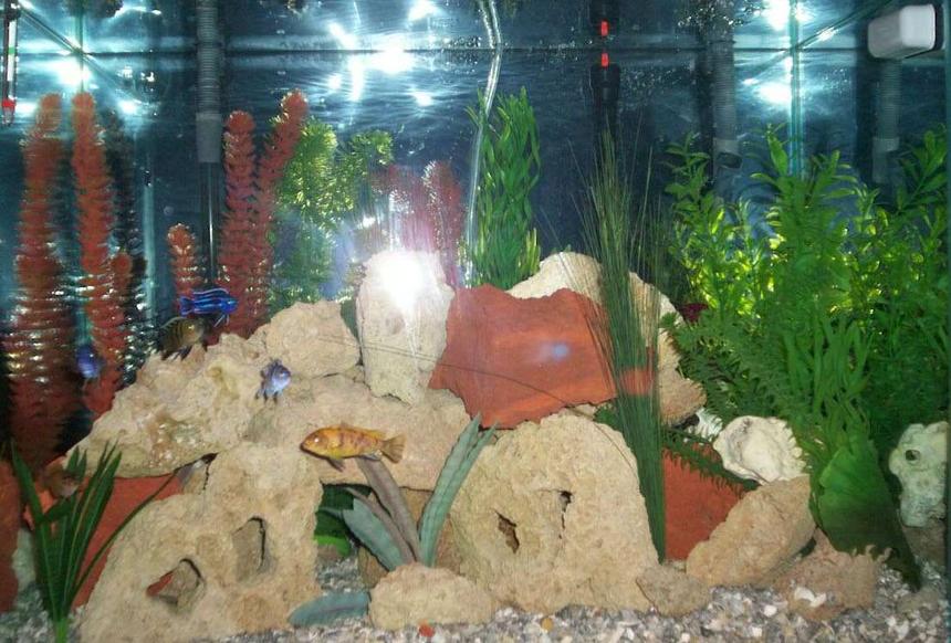 Rated #274: 55 Gallons Freshwater Fish Tank - 55 gallon freshwater w/ African cichlids