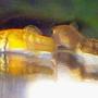 freshwater fish - poecilia latipinna - balloon molly stocking in 10 gallons tank - balloon molly fry in breeding tank