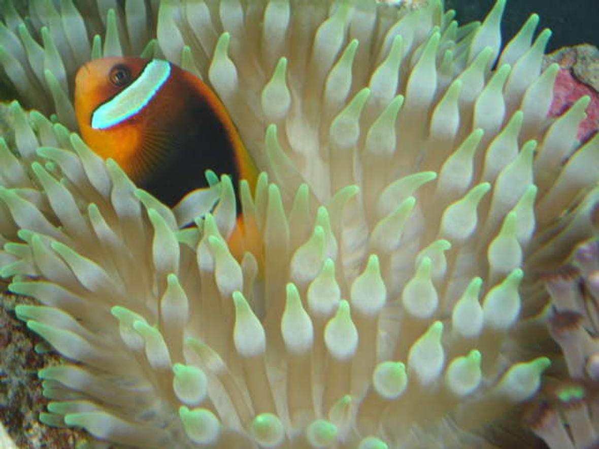 corals inverts - entacmaea quadricolor - bulb anemone stocking in 90 gallons tank - CINNAMON CLOWNFISH IN MY BTA