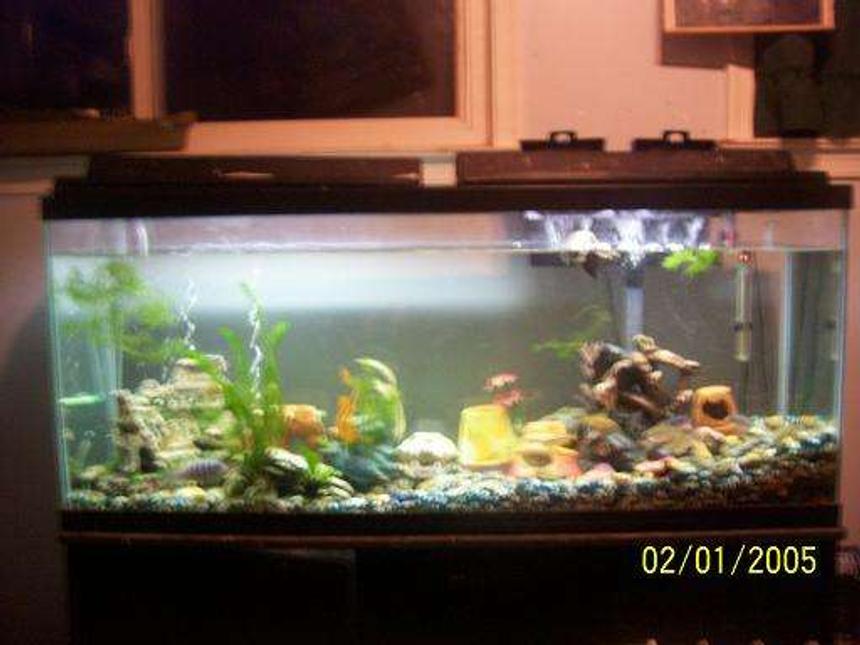 Rated #390: 55 Gallons Freshwater Fish Tank - Yup this is my 55gallon tank i love it !
This picture the water is low=p i have to fill it up hehee This is my African cichlid tank. Their is 1blue zebra 2cobalts 2blue jewel 3kenyi 3tinfoil barbs 1pleco 1cypheris 1crossbreed fish its a yellow lab mixed with a kenyi an some more!