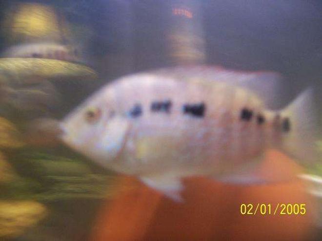 freshwater fish - nandopsis octofasciatum - jack dempsey stocking in 55 gallons tank - Yup this is one of my four Jack Dempseys in my southamerican tank