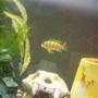 freshwater fish - metriaclima lombardoi - kenyi cichlid stocking in 55 gallons tank - My male Kenyi