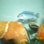 freshwater fish - melanochromis auratus - auratus cichlid stocking in 55 gallons tank - One of my cobalts an my male auratus in the back