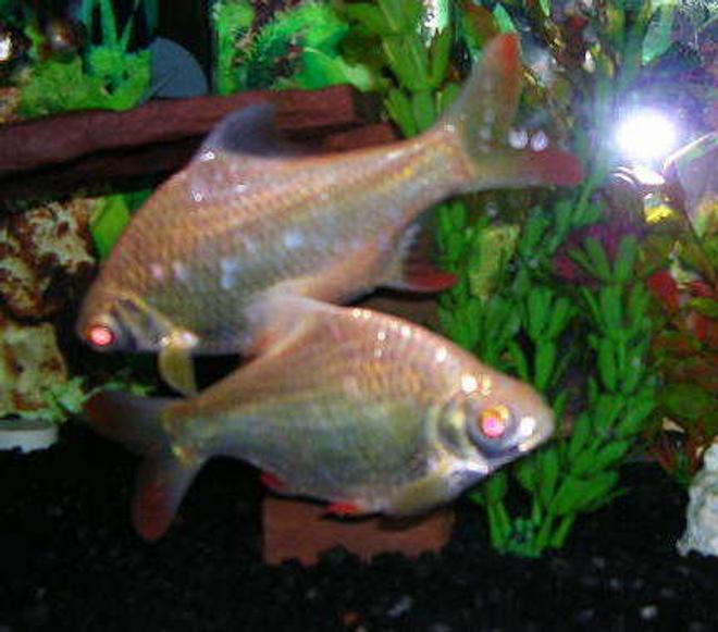 freshwater fish - barbus schwanefeldi - tinfoil red tail barb stocking in 20 gallons tank - albino tinfoil barb