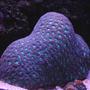 corals inverts - favites sp. - neon eye favia brain stocking in 90 gallons tank - open brain