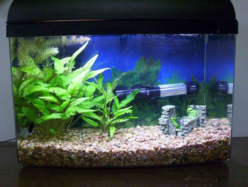 Rated #170: 29 Gallons Planted Tank - 5 Gallon Betta Tank with 2 cryptos