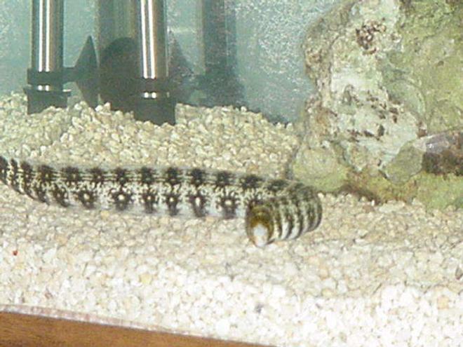 saltwater fish - echidna nebulosa - snowflake eel stocking in 90 gallons tank - The Eel is bigger too