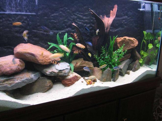 69 gallons freshwater fish tank (mostly fish and non-living decorations) - (04/11/2006) I just changed the set-up today.  I had to clean the tank so I took some rocks out and changed the set-up a bit. Added the rocks towards the back more and dug the sand out to make bigger and deeper caves.  I wedged the mangrove root into a sort of angle, threw some rocks one on top of the other at random to make it look more natural then decided to use my synthetic plants by bunching the Val and Hygrophilia together, leaving the Banana Lilly on its own and putting the large Cryptocoryne next to the mangrove root.  I hope the change is a welcoming one! Happy fishkeeping to you all! God bless and all the best!