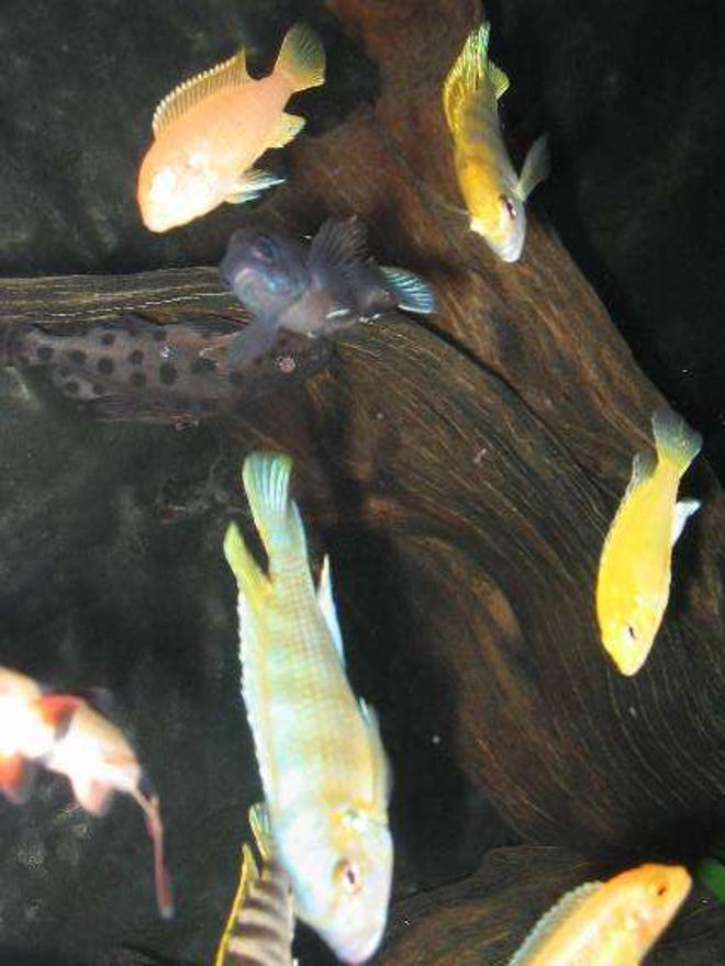 freshwater fish - labidochromis sp. - perlmutt cichlid stocking in 69 gallons tank - Fish that can be seen in this shot: (from top left anti-clockwise): Botia macranthus, Labidochromis species 'Perlmutt', Metriaclima lombardoi, albino Metriaclima greshakei, Labidochromis caeruleus, another Labidochromis species 'Perlmutt' and Metriaclima greshakei, Pseudotropheus acei 'Msuli' (dark blue fish) and last but not least, my Lucifer - the Synodontis ocellifer.  I had to put the flash on so you can see Lucifer, because he would just blend with the brown hues of the mangrove root.  I was initially wanting to capture Lucifer by himself, but the other fish were anxious in getting food so I basically took a few attempts until I finally got a shot where you can actually see him.  I had to try different angles to make it perfect.  I hope you all like the photo.  Enjoy!