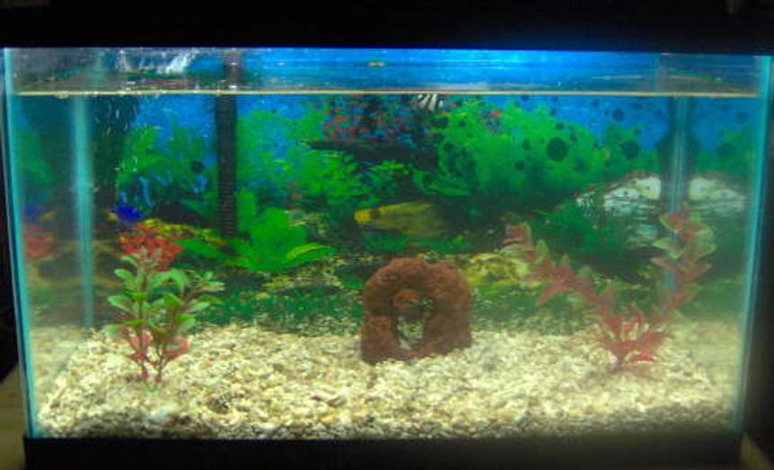 Rated #70: 10 Gallons Saltwater Fish Tank - - 24 L x 12 W x 12 1/2 H 
- Chrushed Coral And Shells For Flooring
- Hydrometer W/ Temp Measure
- Auqa Tech Filtration System 

1- 3 Stripe Damsel
1- Yellow Tail Damsel
1- Dark Fin Chromis
1- Arrow Crab

2 Plants
1 Brown Coral Hideaway