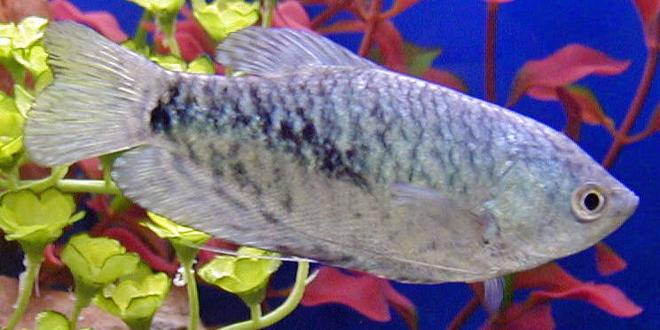 freshwater fish - trichogaster trichopterus - opaline gourami stocking in 50 gallons tank - blue gourami