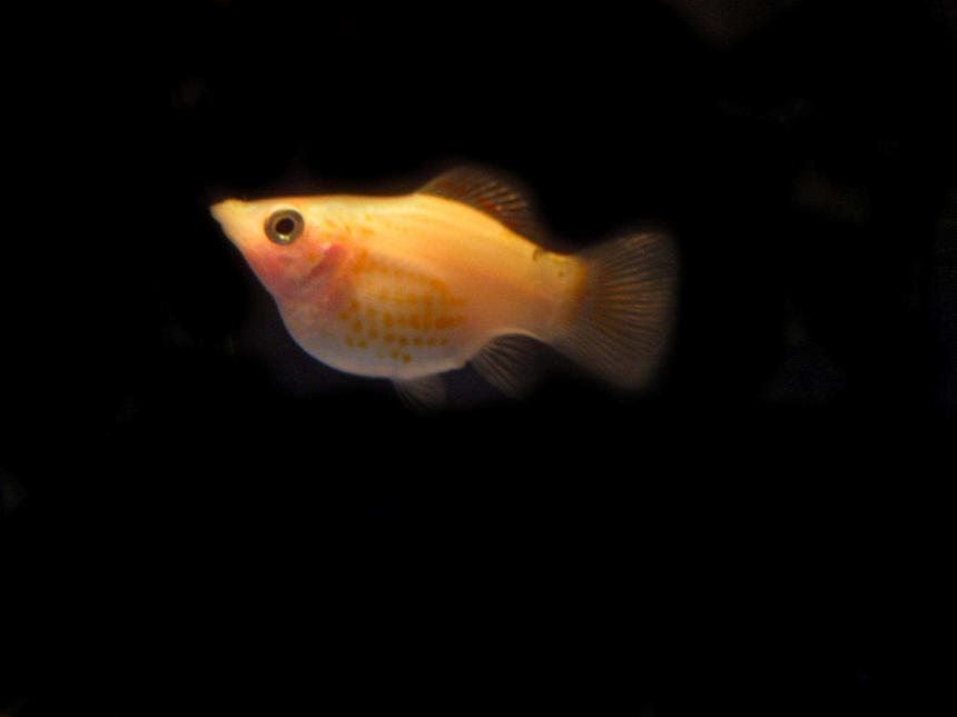 Rated #2006: Freshwater Fish - Poecilia Latipinna - Balloon Molly Stocking In 10 Gallons Tank - Pregnant balloon molly  :)

PLEASE GIVE ME GOOD RATING  =D