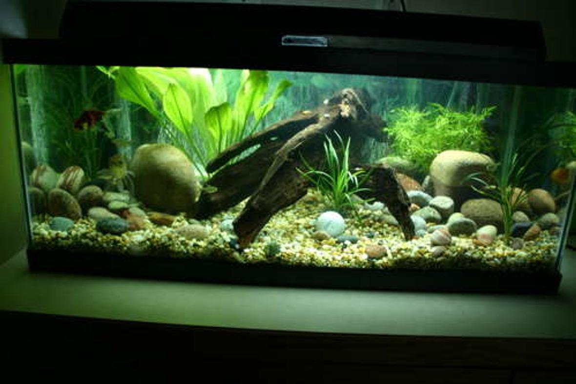 20 gallons planted tank (mostly live plants and fish) - Full aquarium shot
