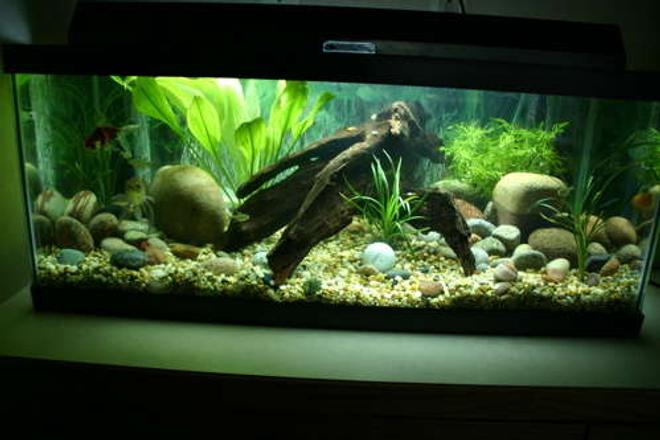 20 gallons planted tank (mostly live plants and fish) - Full aquarium shot