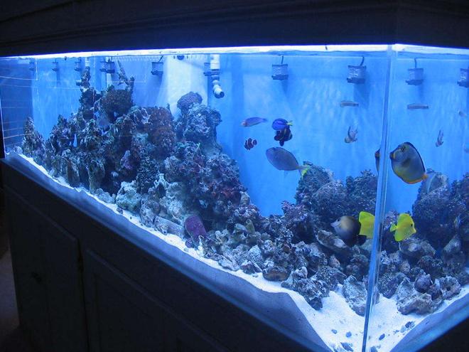 90 gallons reef tank (mostly live coral and fish) - full tank shot 265 gal.