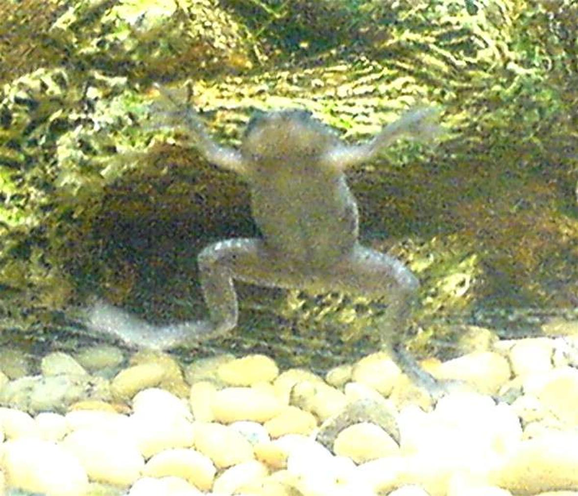 corals inverts - hymenochirus boettgeri - african dwarf frog stocking in 3 gallons tank - I Know He's Not A Fish But Here Is My African Dwarf Frog Waving Goodnight To Me Before Bed! Bless Im!