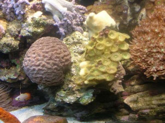 corals inverts - platygyra sp. - maze brain coral stocking in 90 gallons tank - Brain Coral and Button Polyps