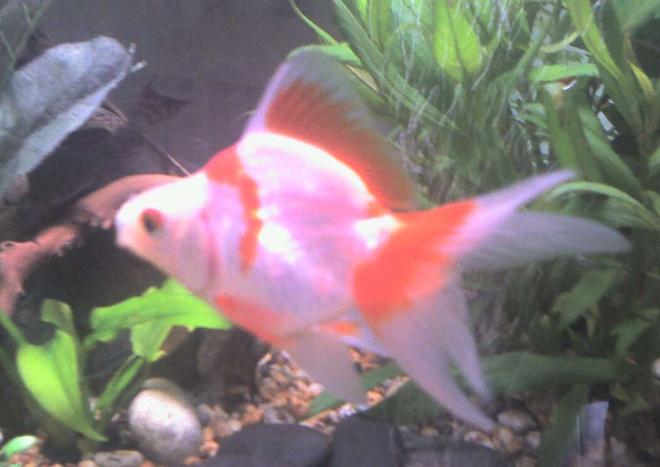 freshwater fish - carassius auratus - red & white ryukin goldfish stocking in 50 gallons tank - My Beautiful Red/White Fantail Ryukin