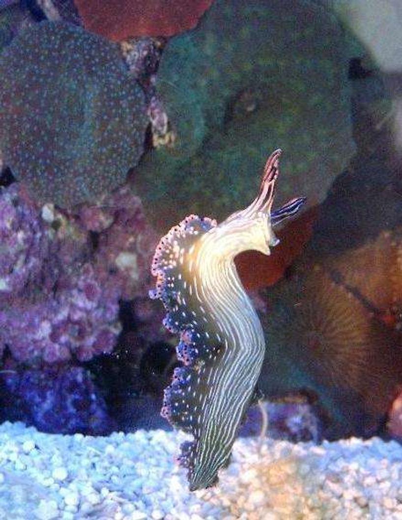 Rated #11: Corals Inverts - Tridachia Crispata - Lettuce Sea Slug (nudibranch) Stocking In 160 Gallons Tank - Elysia in a ray of sun