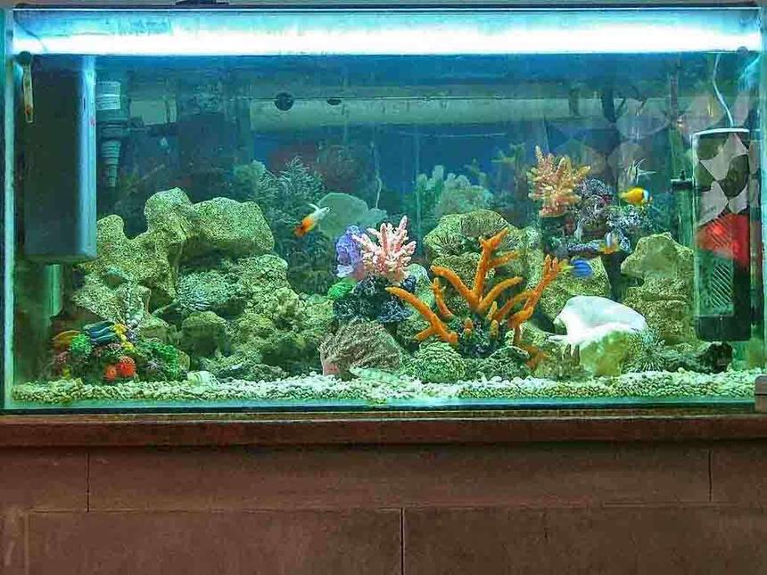Rated #140: 115 Gallons Reef Tank - marine tank with a beutiful selection of marine fish and mostly soft corals and others