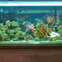 115 gallons reef tank (mostly live coral and fish) - marine tank with a beutiful selection of marine fish and mostly soft corals and others