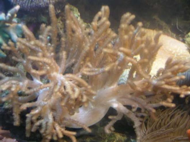 corals inverts - sinularia flexibis - spaghetti finger leather coral stocking in 90 gallons tank - My Spaghetti Coral.