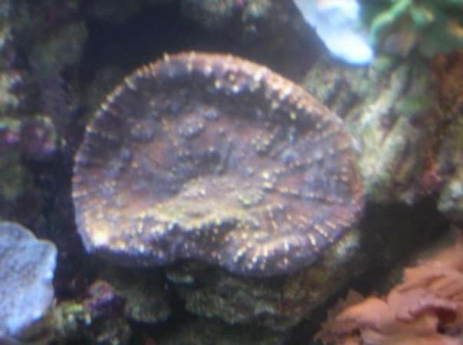 corals inverts - oxypora sp. - oxypora coral stocking in 90 gallons tank - Oxypora.