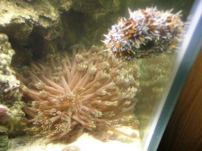 corals inverts - goniopora sp. - flower pot coral stocking in 90 gallons tank - Flowe Pot Coral and Sea Urchin.