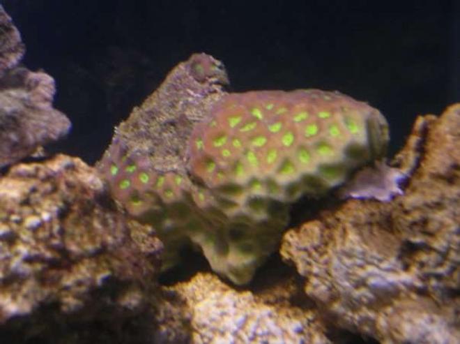 corals inverts - favites sp. - prism favia stocking in 90 gallons tank - Pineapple Brain Coral.